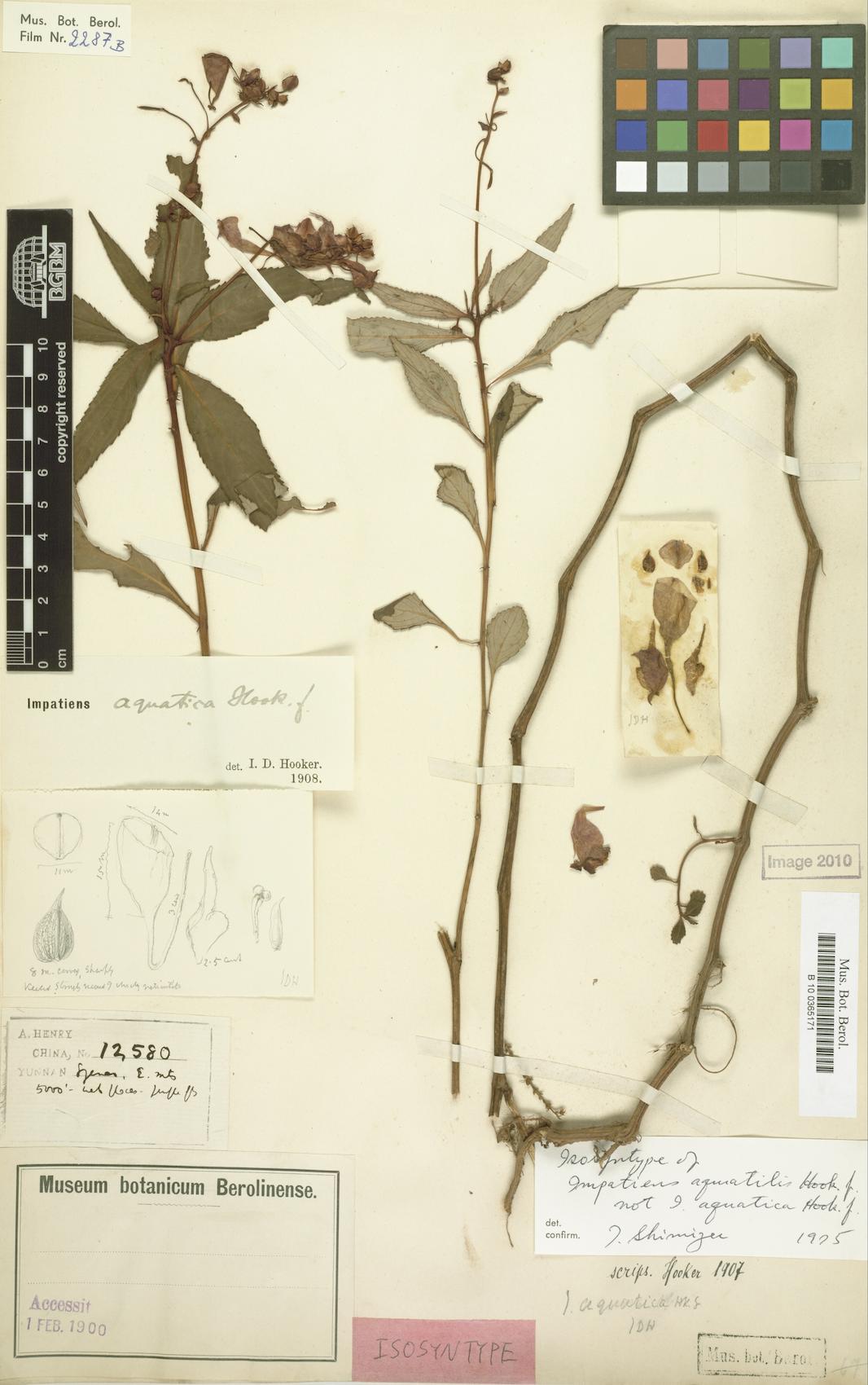 Impatiens aquatilis — photo