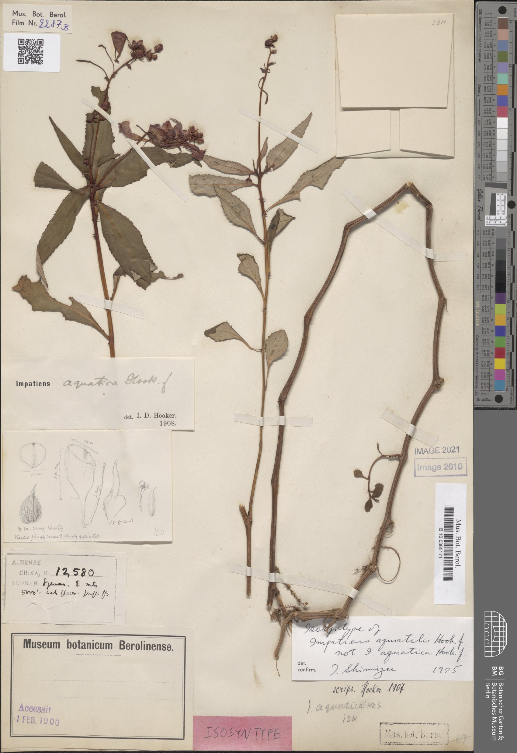 Impatiens aquatilis — photo