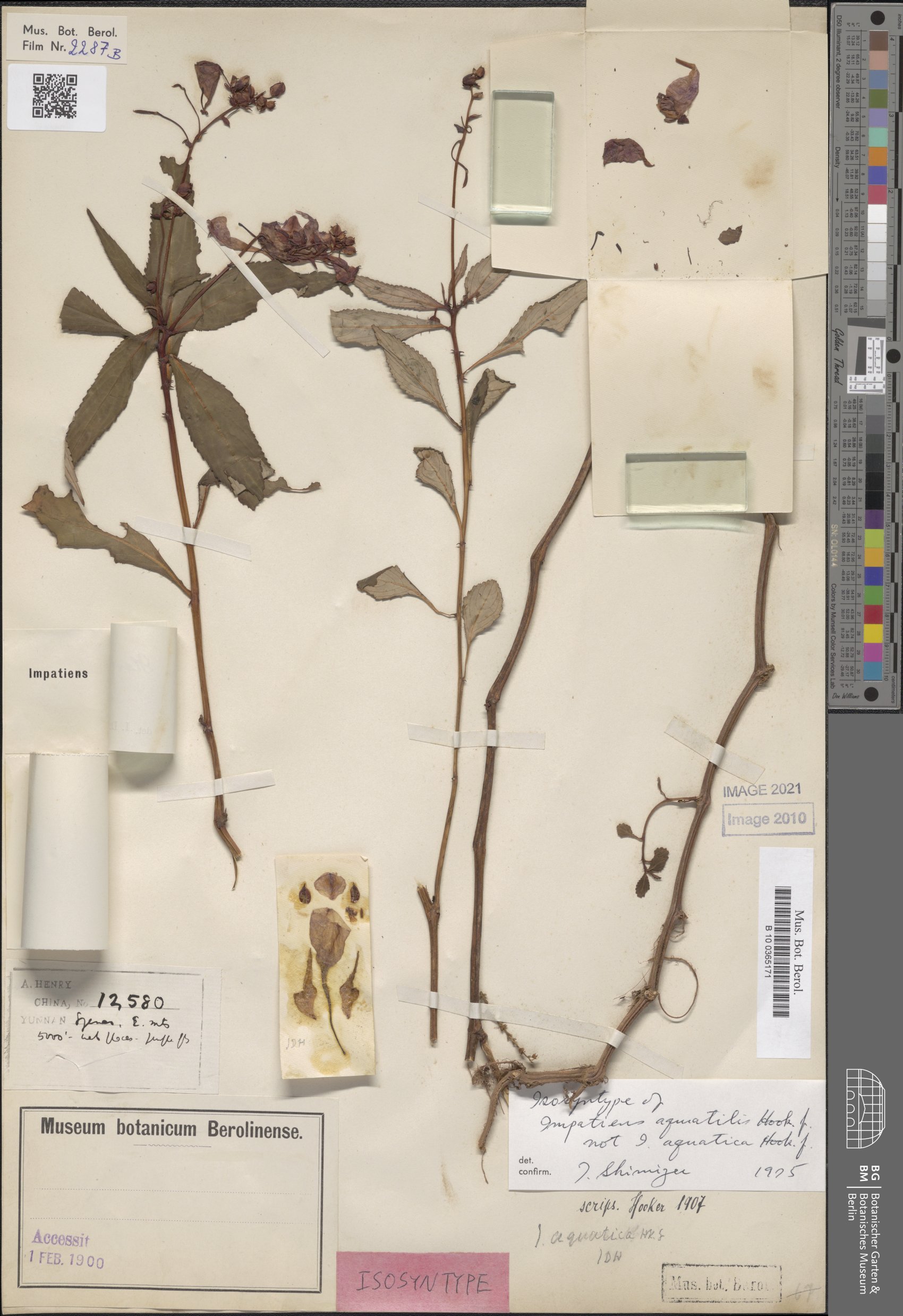 Impatiens aquatilis