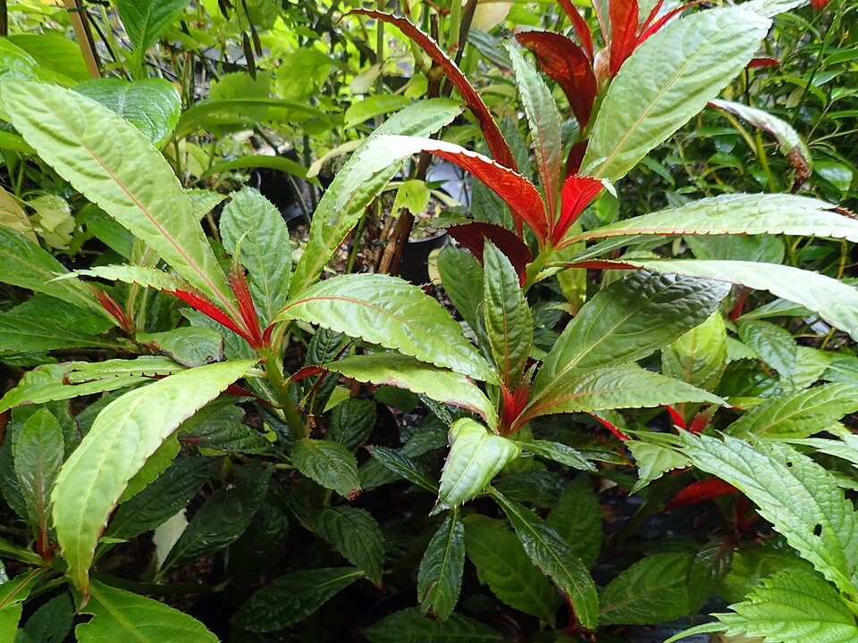 Impatiens balansae — photo