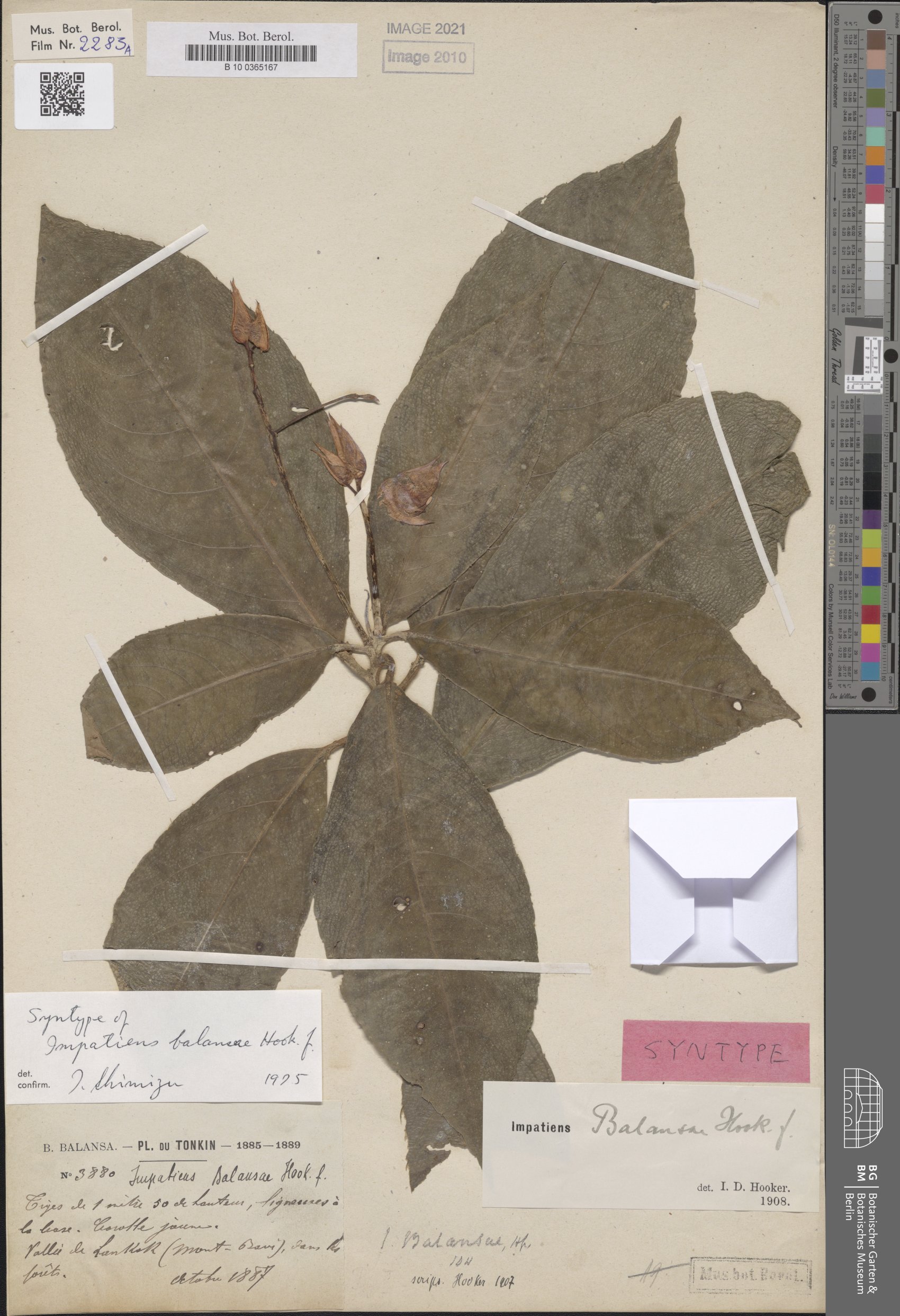 Impatiens balansae — photo