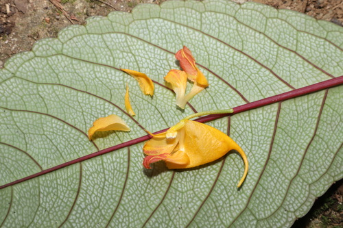 Impatiens balansae