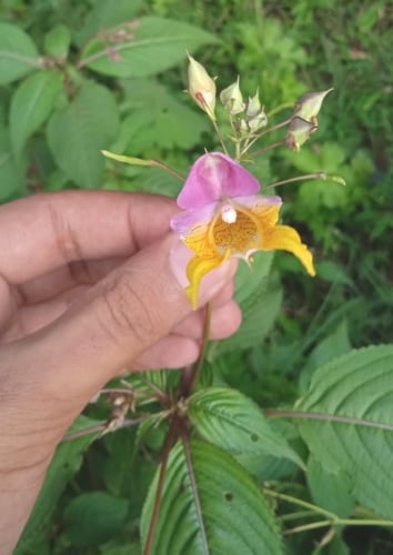 Impatiens bicolor (Amphora balsam) — photo