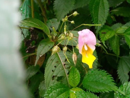 Impatiens bicolor (Amphora balsam) — photo