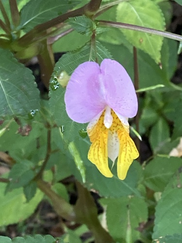 Impatiens bicolor