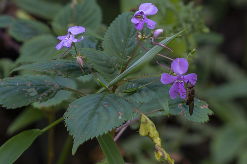 Impatiens hamata