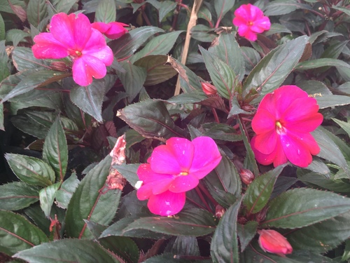 Impatiens hawkeri (New Guinea impatiens) — photo