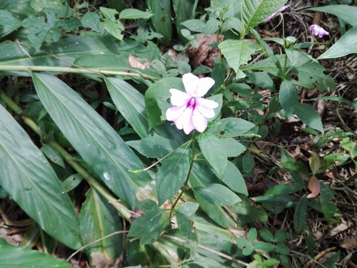 Impatiens hawkeri (New Guinea impatiens) — photo
