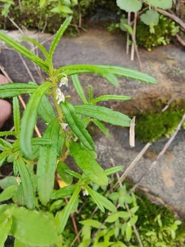 Impatiens inconspicua — photo