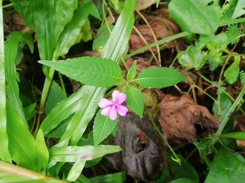 Impatiens latifolia — photo