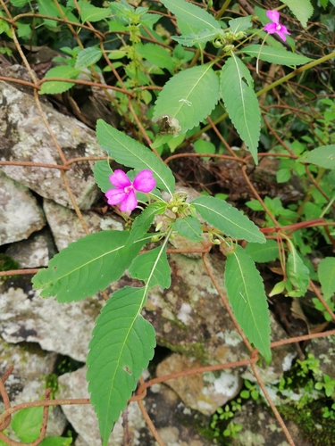 Impatiens latifolia — photo