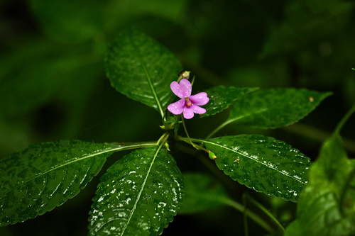 Impatiens latifolia