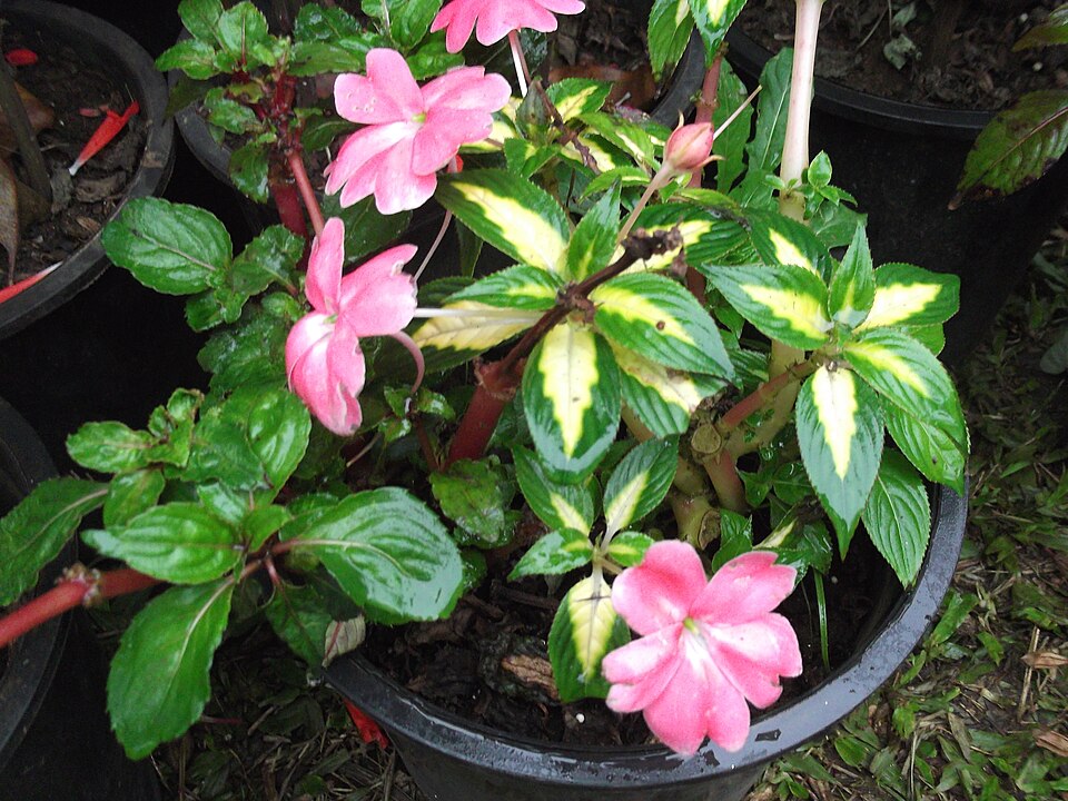 Impatiens linearifolia — photo