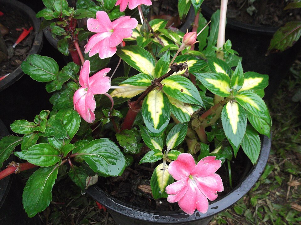 Impatiens linearifolia