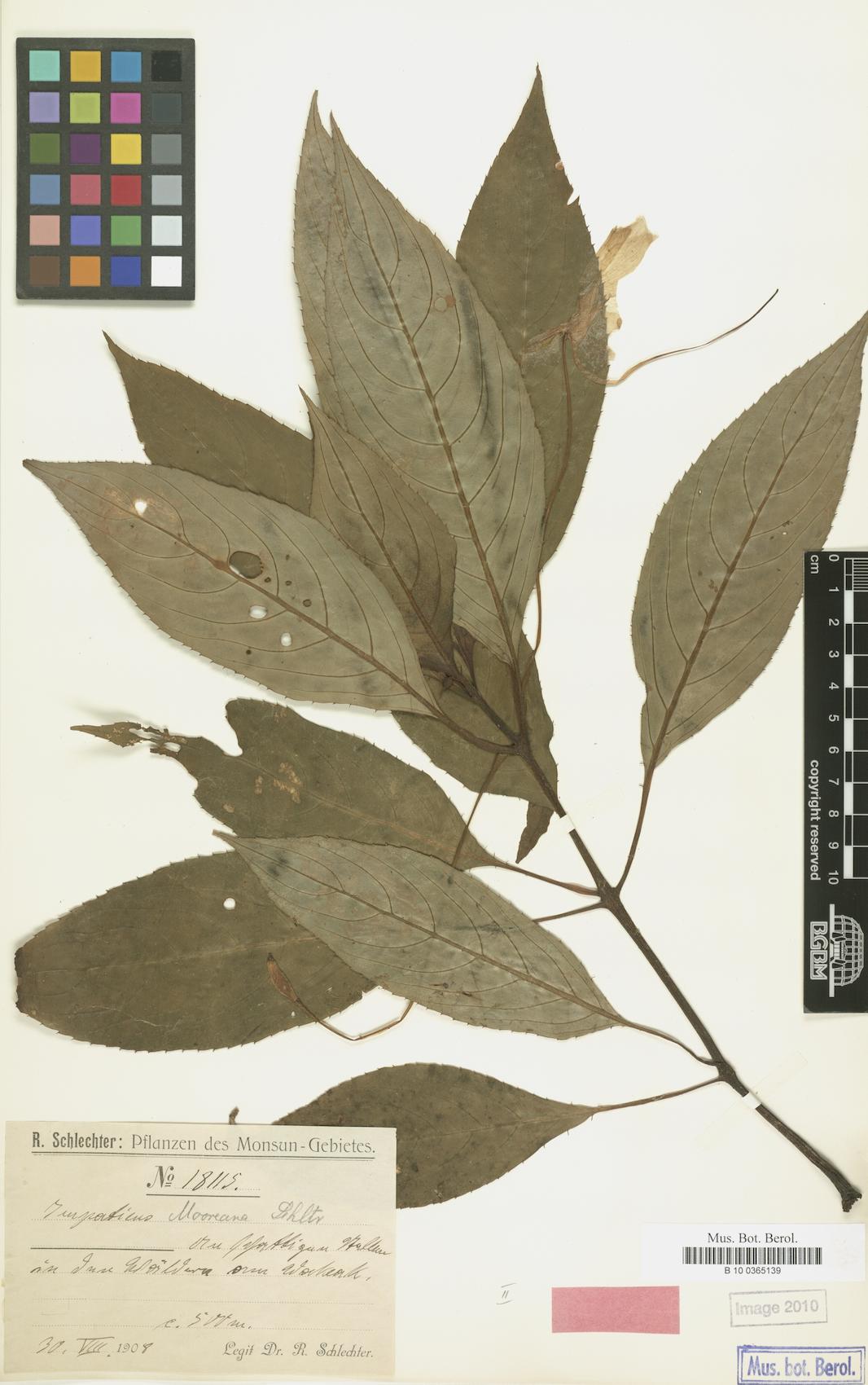 Impatiens mooreana — photo