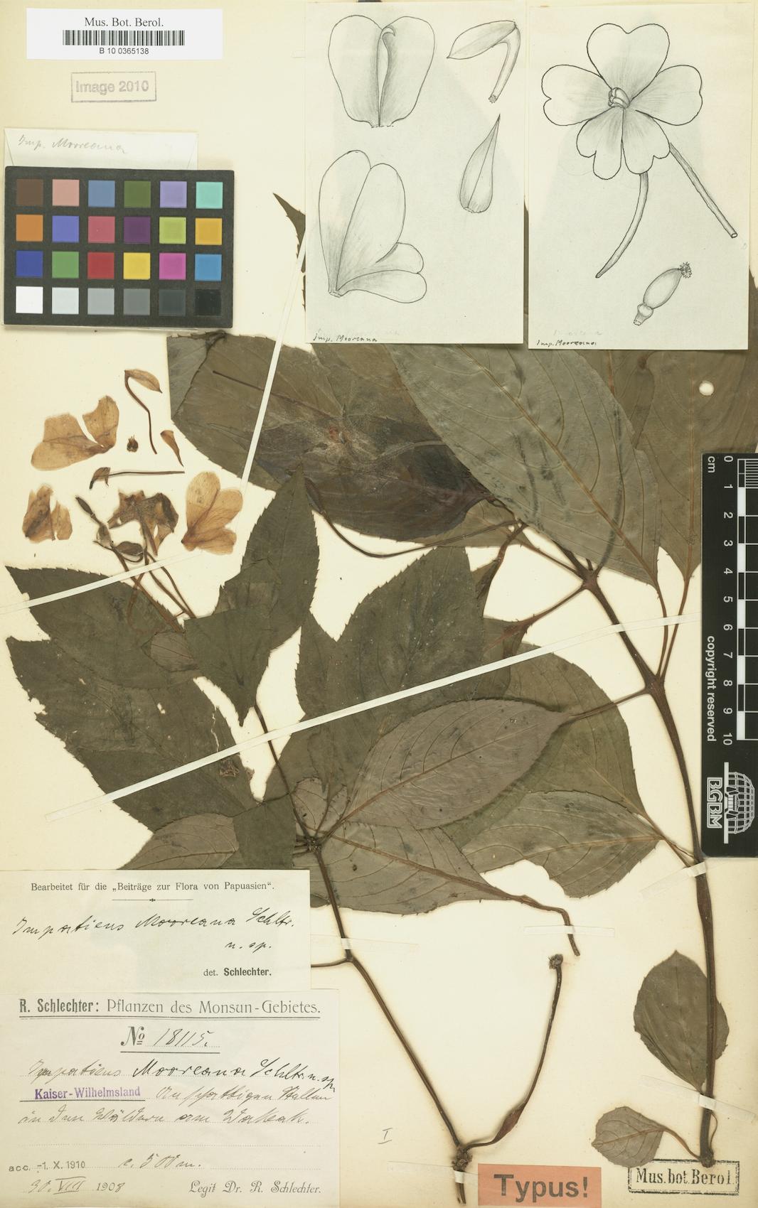 Impatiens mooreana