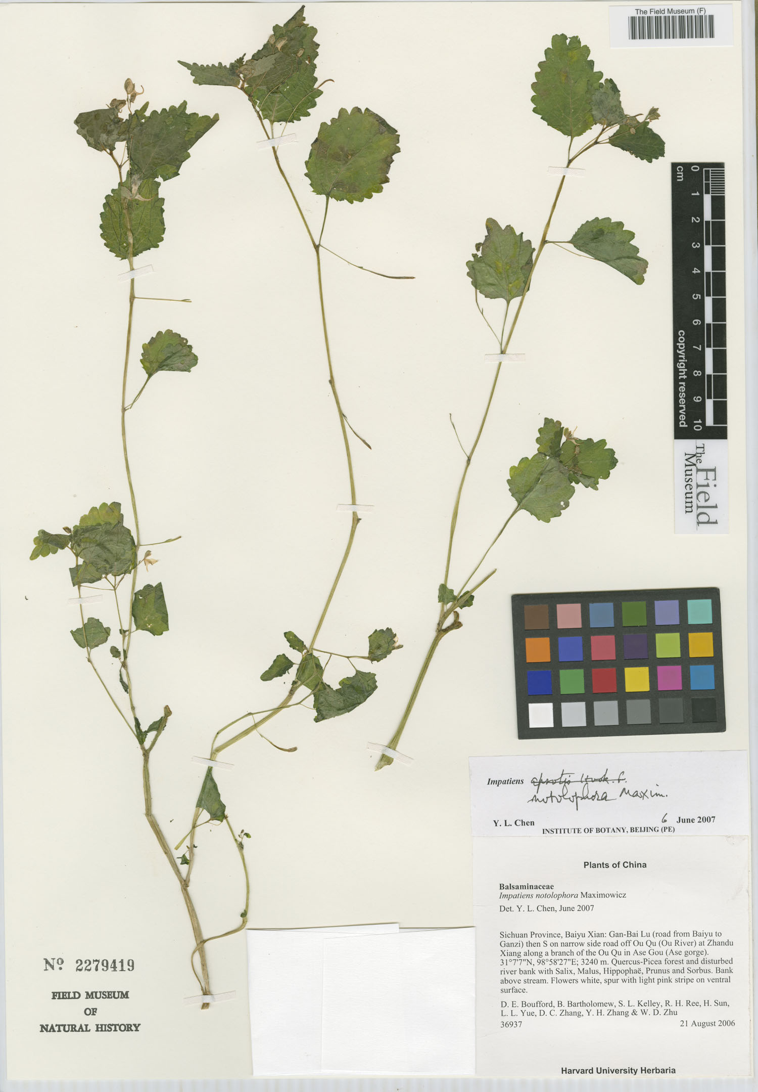 Impatiens notolopha — photo