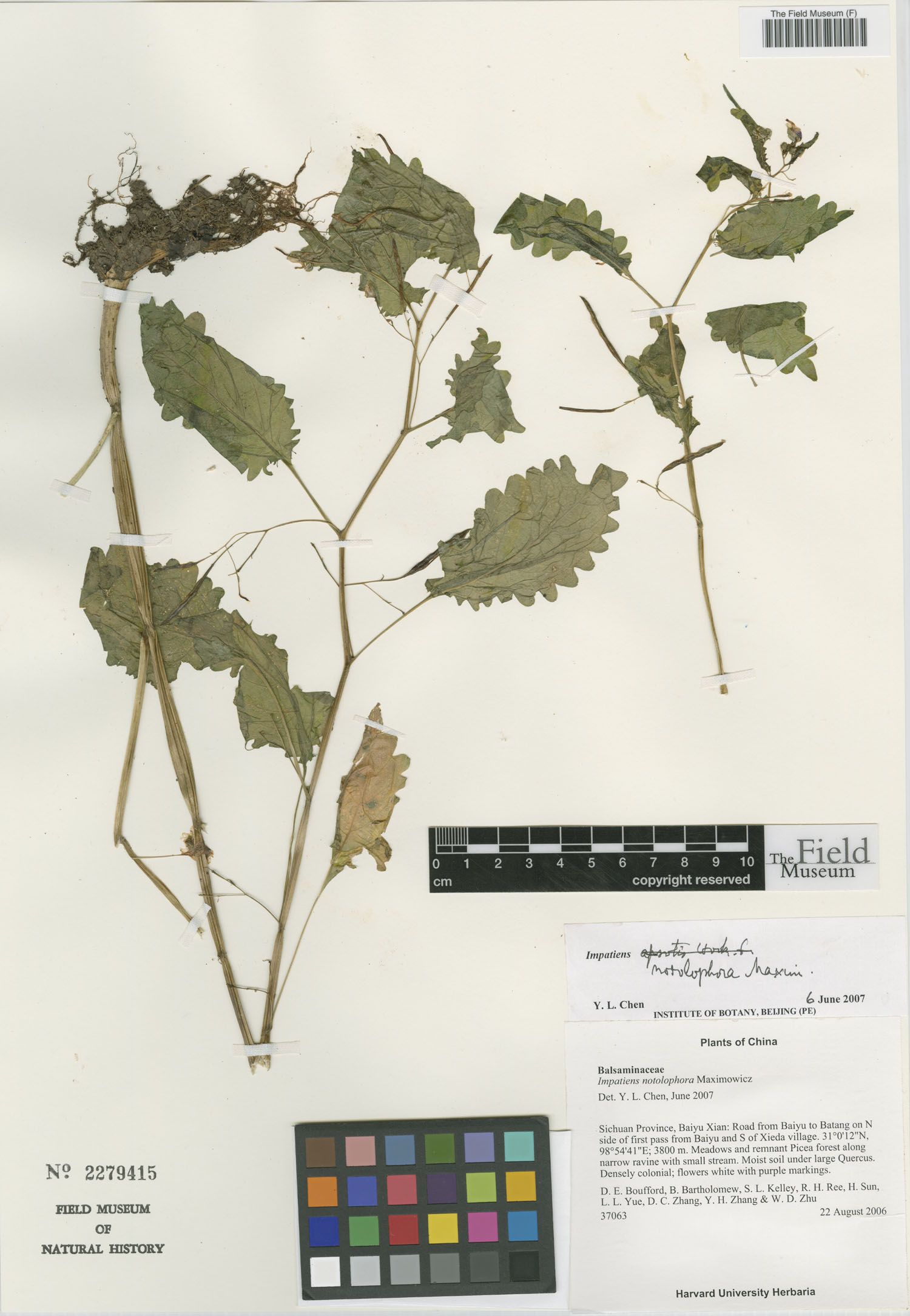 Impatiens notolopha — photo