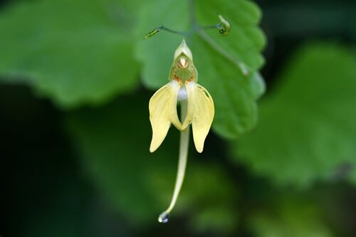 Impatiens notolopha