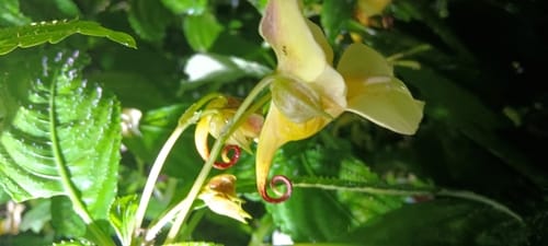 Impatiens pulchra — photo