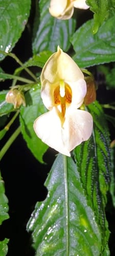Impatiens pulchra — photo
