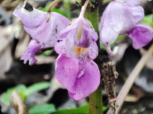 Impatiens tripetala — photo