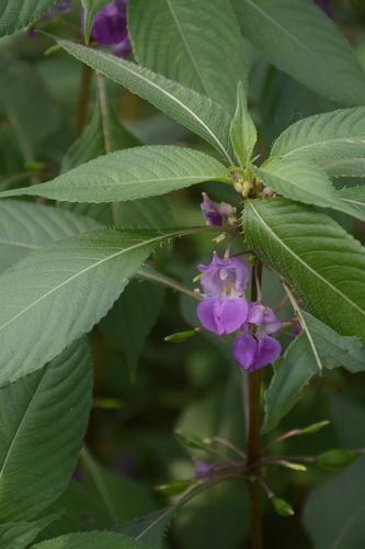 Impatiens tripetala