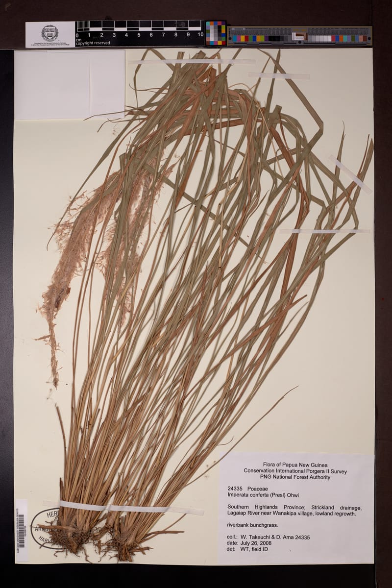 Imperata conferta — photo