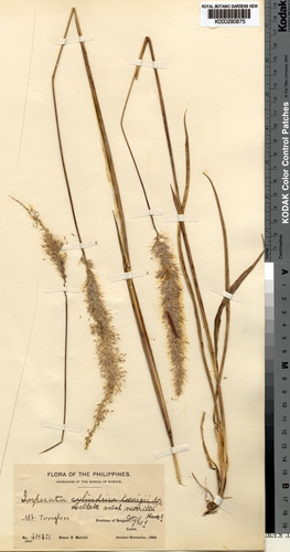 Imperata conferta