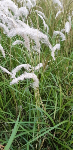 Imperata koenigii — photo