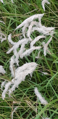 Imperata koenigii