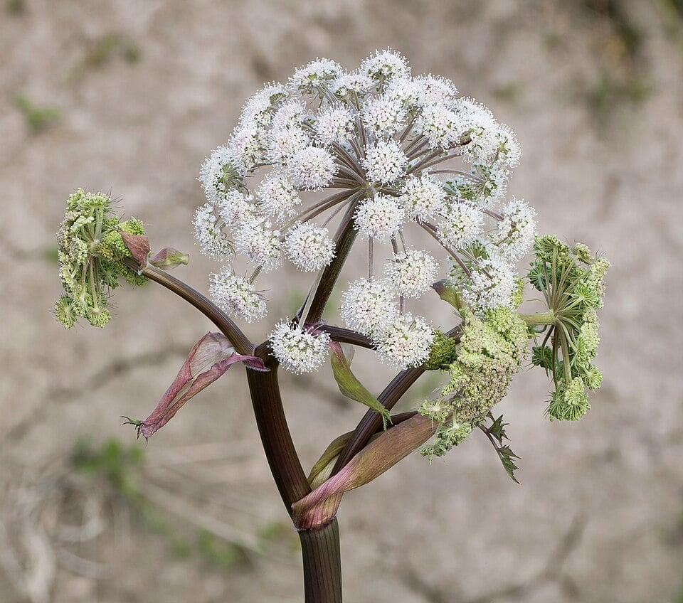 Imperatoria major