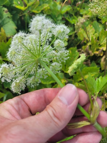 Imperatoria ostruthium (Masterwort) — photo