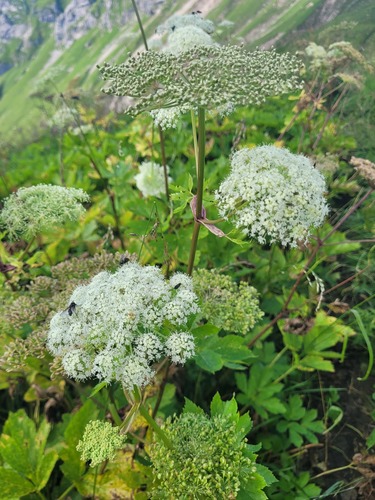 Imperatoria ostruthium (Masterwort) — photo