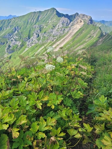 Imperatoria ostruthium