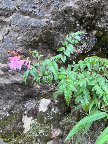 Incarvillea arguta (Himalayan gloxinia) — photo