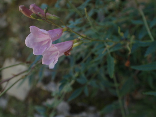 Incarvillea arguta