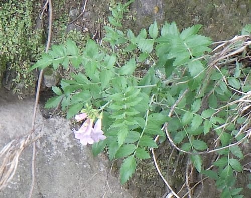 Incarvillea arguta (Himalayan gloxinia) — photo