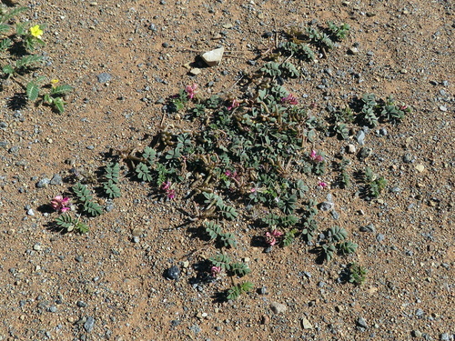 Indigofera alternans — photo