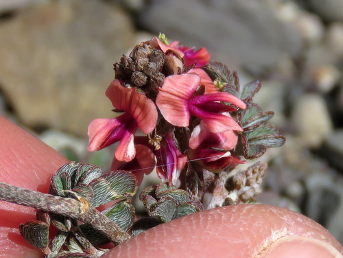 Indigofera alternans