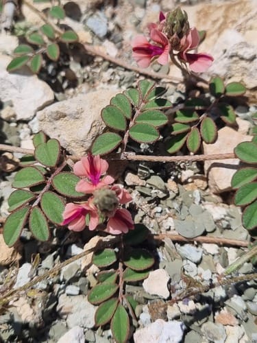 Indigofera alternans — photo