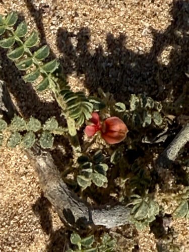 Indigofera argentea — photo