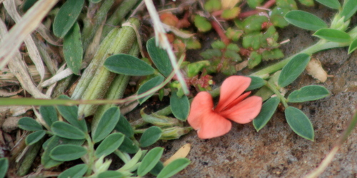 Indigofera argentea