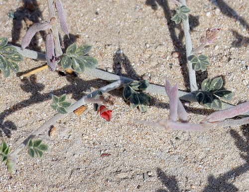 Indigofera articulata