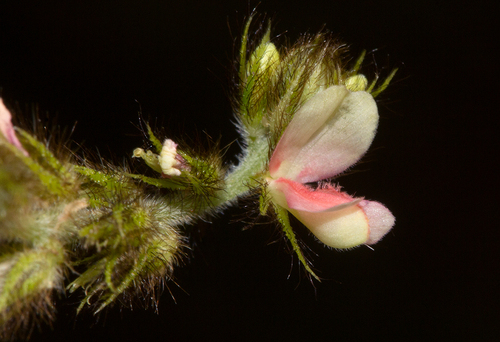 Indigofera astragalina (Hairy Indigo) — photo