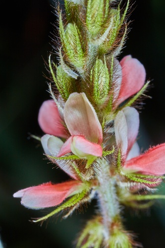 Indigofera astragalina (Hairy Indigo) — photo