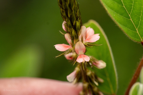 Indigofera astragalina