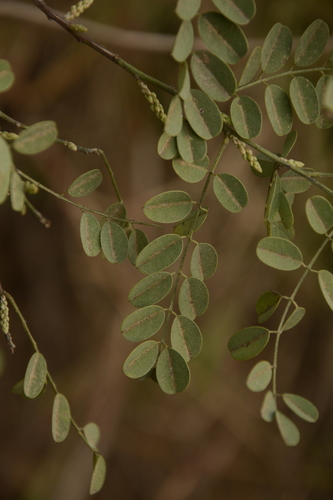 Indigofera cassioides (Siralli) — photo
