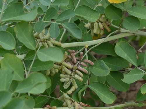 Indigofera coerulea — photo