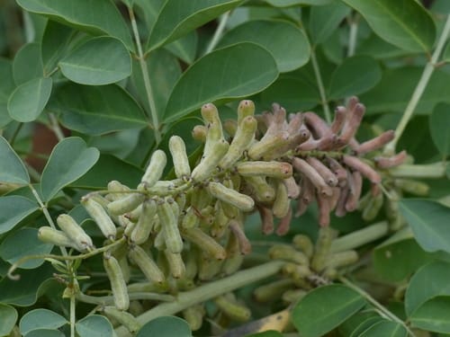Indigofera coerulea — photo